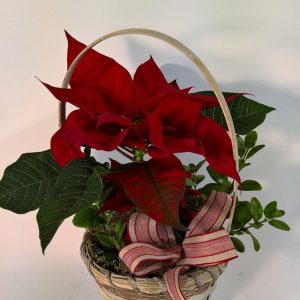 Perinteitä vaalien -jouluistutus