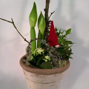 Jouluistutus amarylliksestä