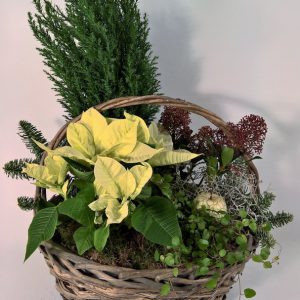 Valkea joulu -jouluistutus