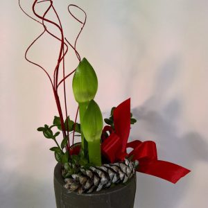 Jouluistutus amarylliksestä