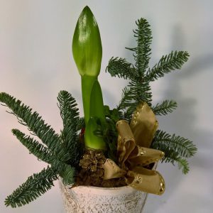 Jouluistutus amarylliksestä