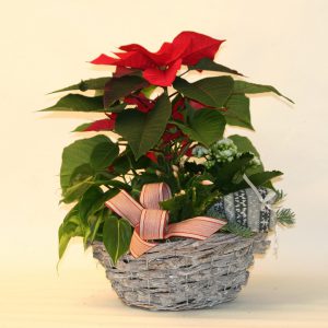 Joulun tunnelmaa -jouluistutus