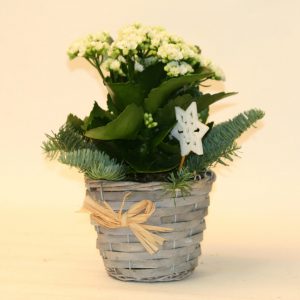 Valkoinen joulu -jouluistutus