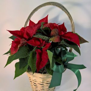 Korillinen tähtien tuiketta -jouluistutus