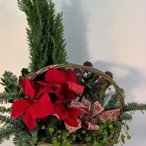 Punainen joulu -jouluistutus