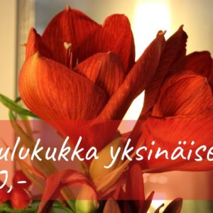 Joulukukka yksinäiselle