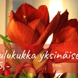 Joulukukka yksinäiselle