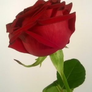 Ruusu, Red Naomi Porta Nova Supra, tummanpunainen