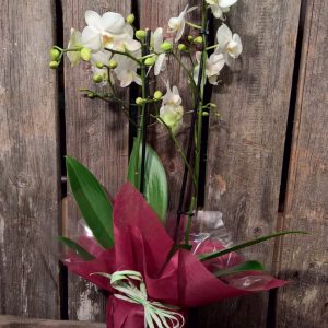 Phalaenopsis-orkidea