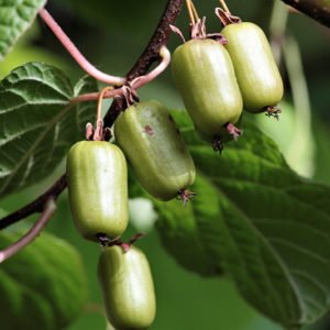 Minikiivi `Vitikiwi`, Japaninlaikkuköynnös