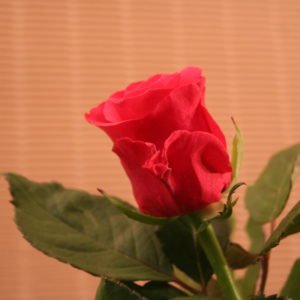 Ruusu `Tacazzi´, 70 cm