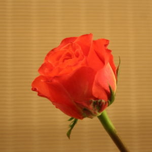 Ruusu `Tabasco´, 70 cm