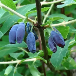 Hunajamarja 'Zojka'
