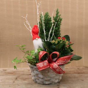 Lillukka jouluistutus