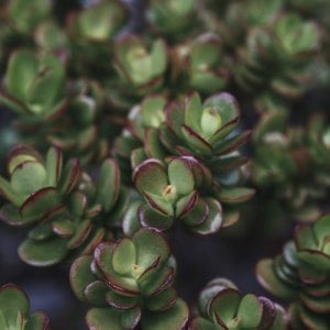 Rahapuu, Crassula ruukussa
