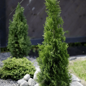 Timanttituija 'Smaragd'